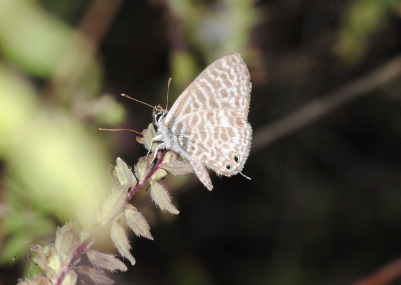 Conferma Id., Licenide - Leptotes pirithous